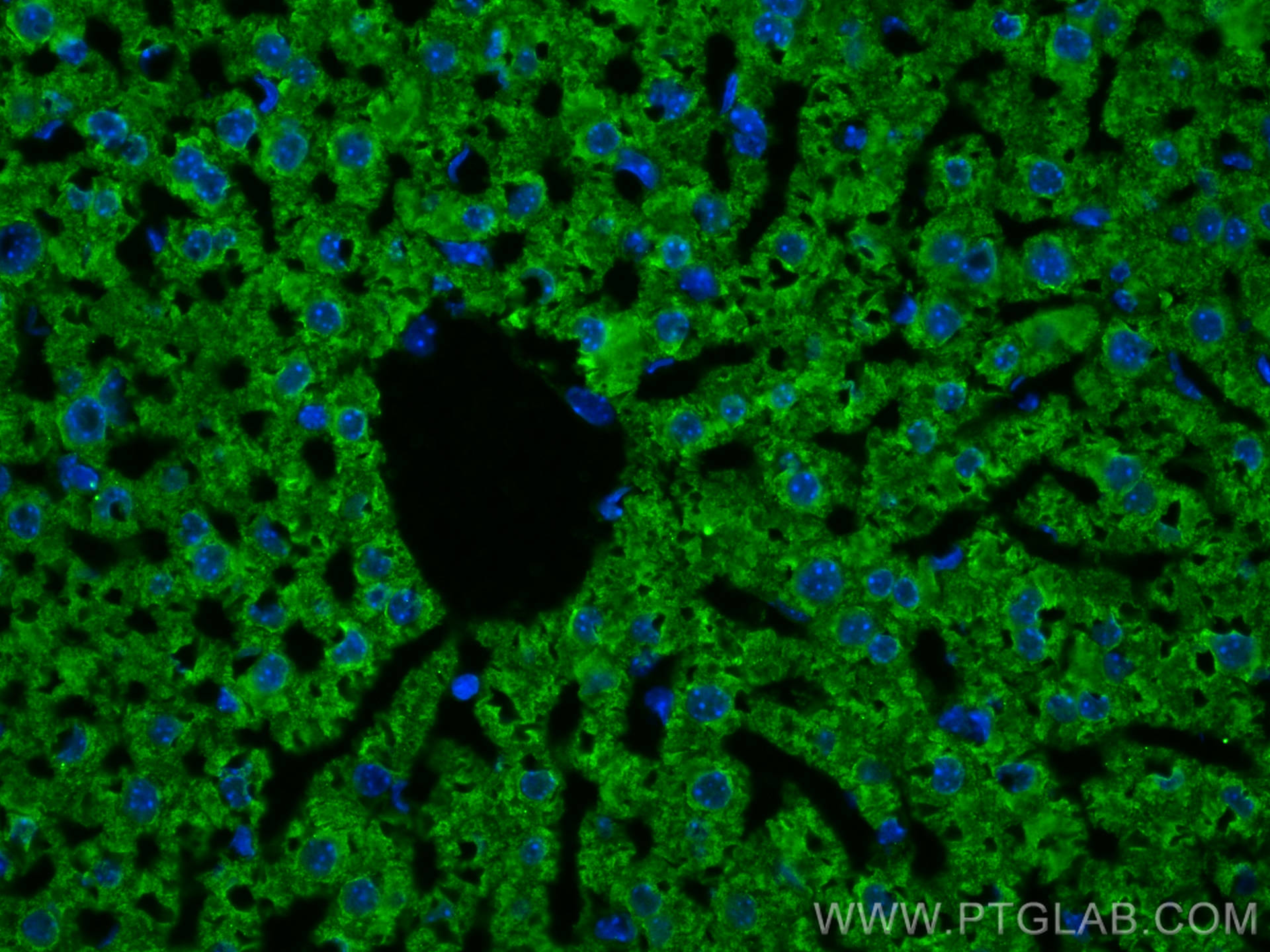 IF Staining of mouse liver using 67645-1-Ig (same clone as 67645-1-PBS)