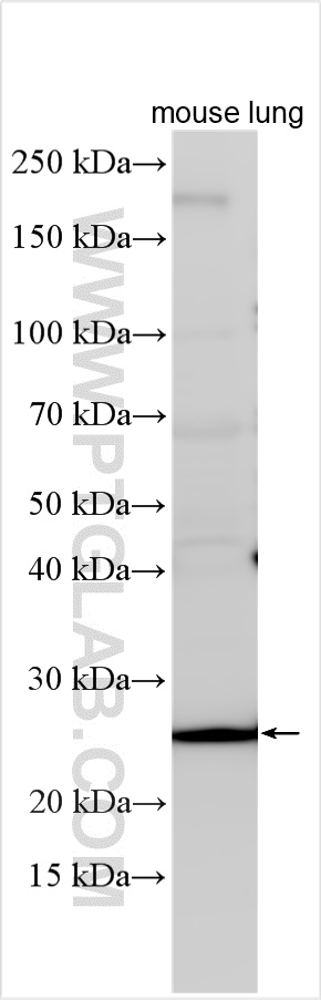 WB analysis using 17622-1-AP