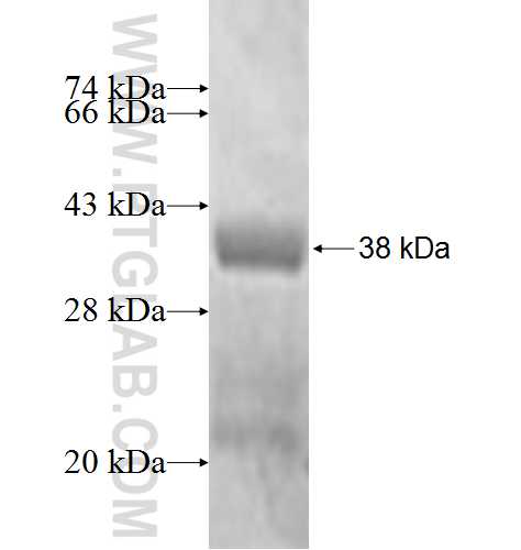 GTF2A2 fusion protein Ag0825 SDS-PAGE