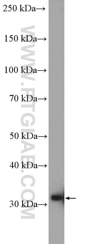 WB analysis of K-562 using 16467-1-AP