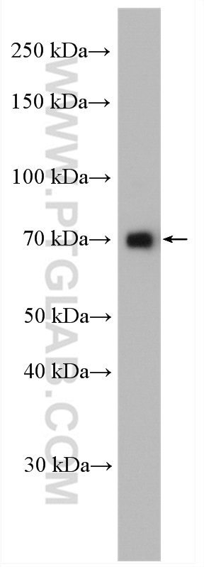 WB analysis of K-562 using 10093-2-AP