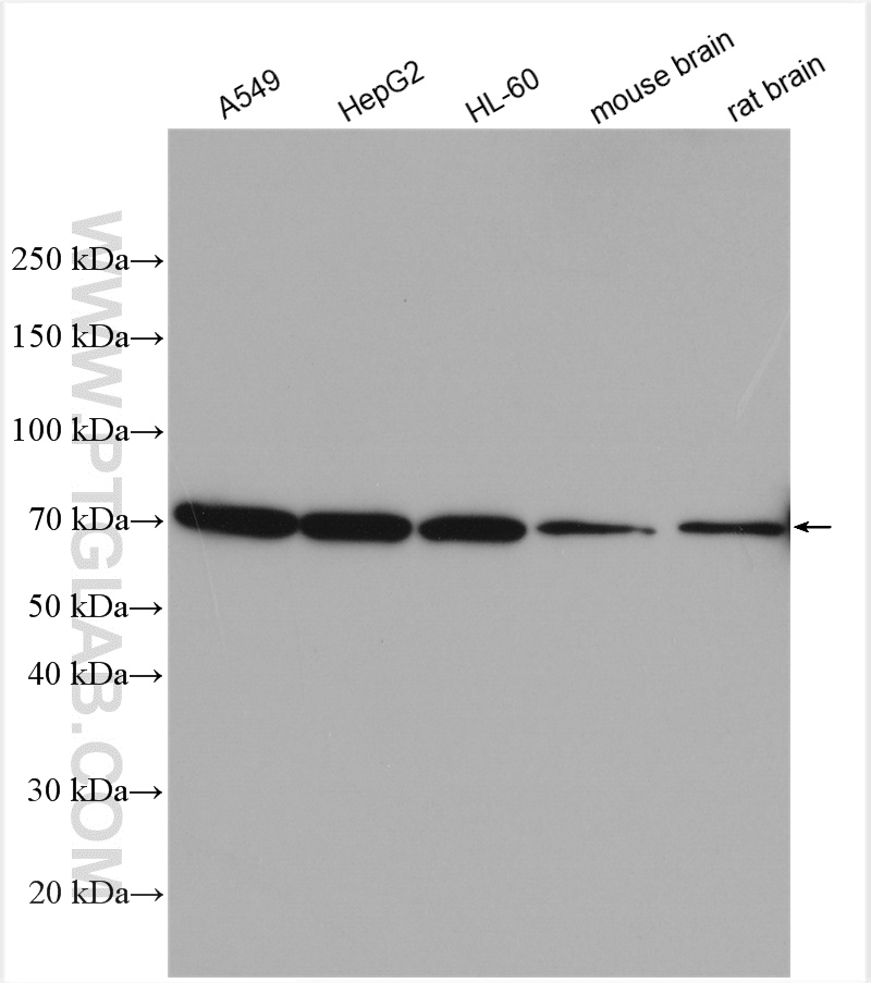 WB analysis using 10173-1-AP