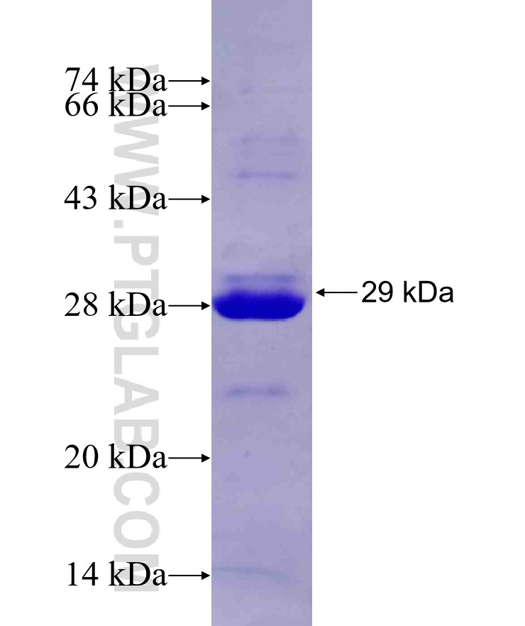 GTF2H1 fusion protein Ag29475 SDS-PAGE GTF2H1 fusion protein Ag29475 SDS-PAGE