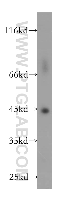 WB analysis of K-562 using 16005-1-AP