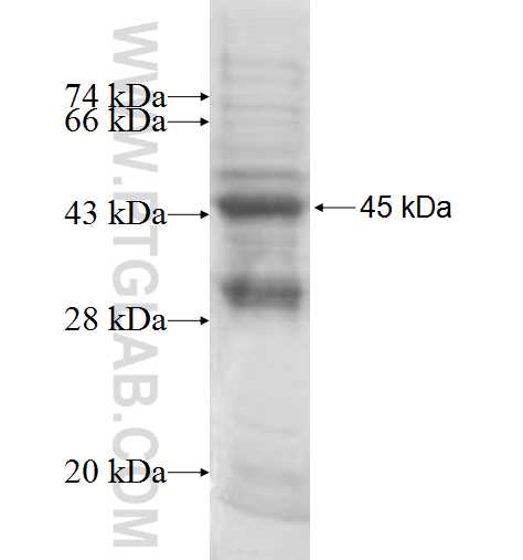 GTF2H2 fusion protein Ag8530 SDS-PAGE GTF2H2 fusion protein Ag8530 SDS-PAGE