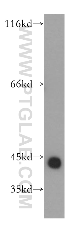 WB analysis of HepG2 using 17959-1-AP