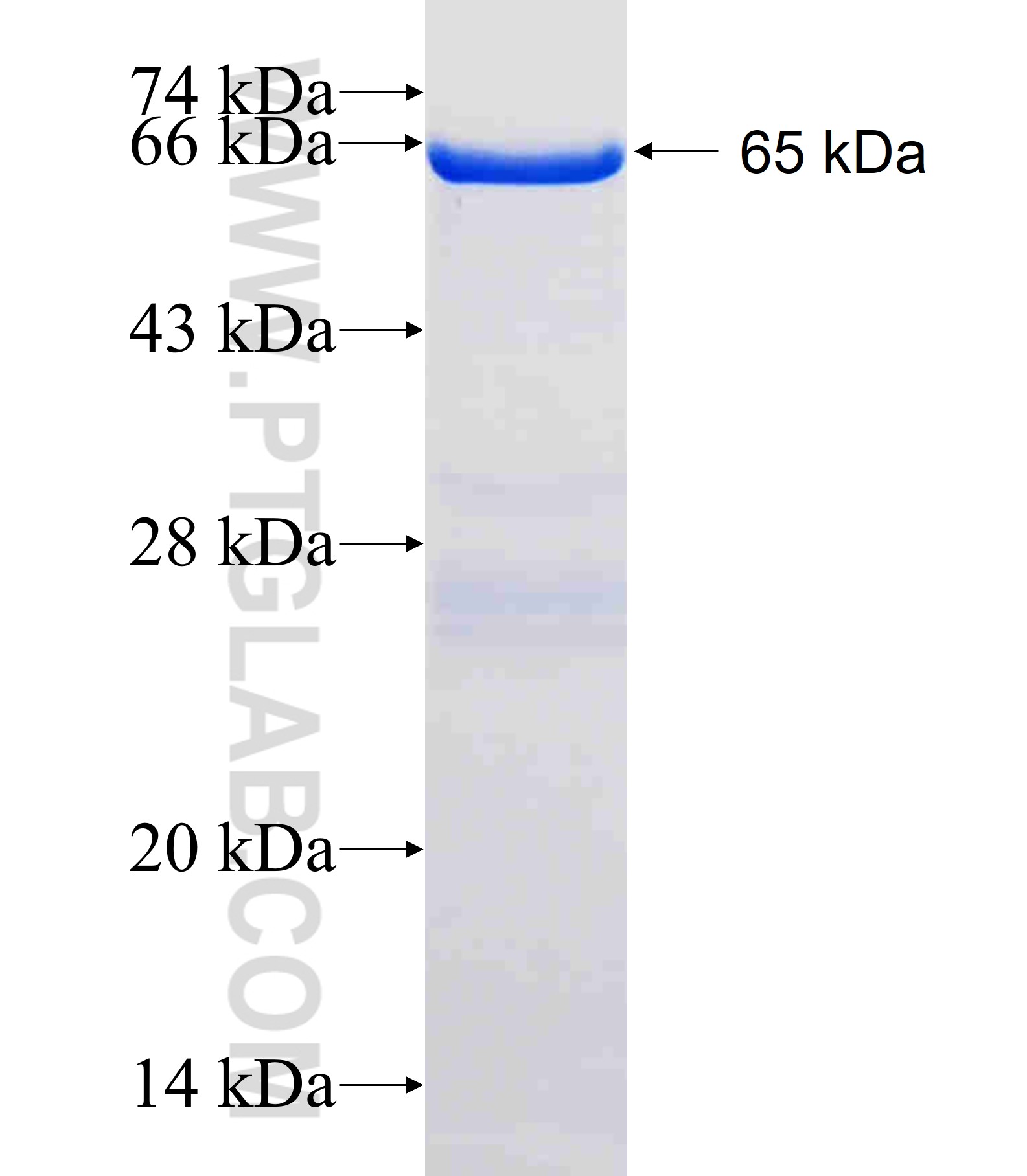 GTF2H2C fusion protein Ag12498 SDS-PAGE