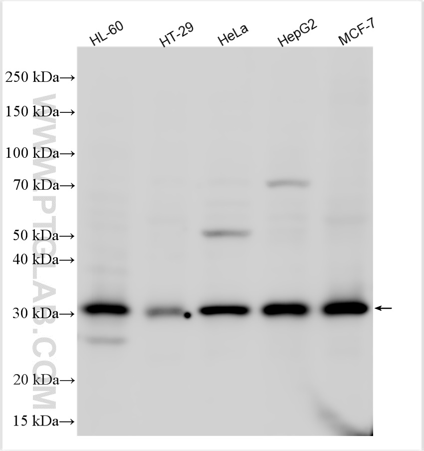 WB analysis using 14857-1-AP