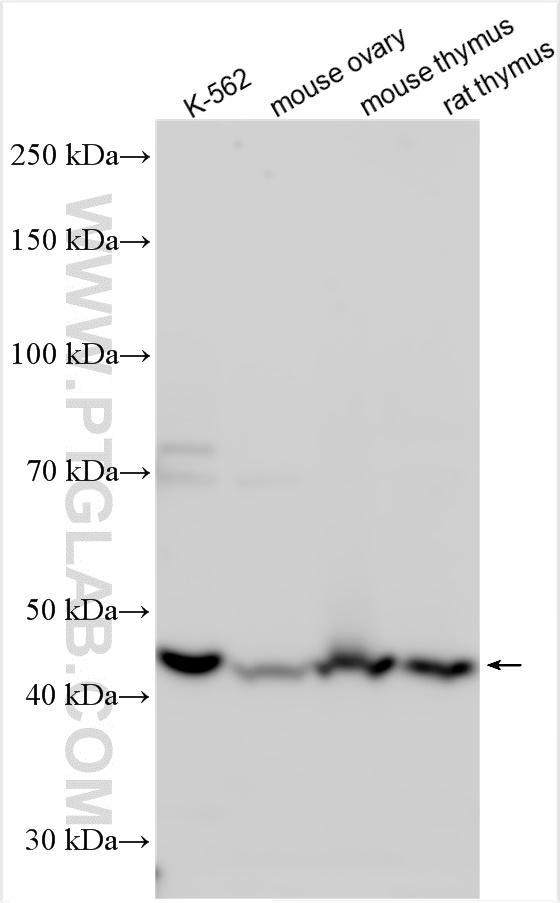WB analysis using 15431-1-AP