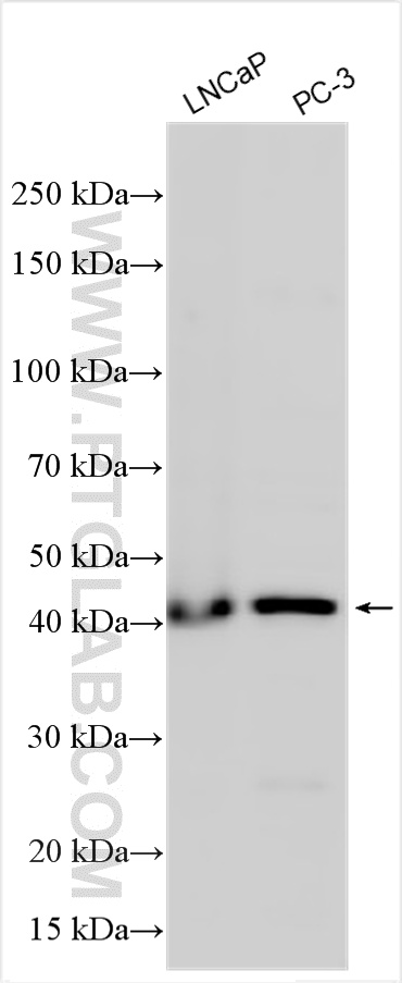 WB analysis using 33192-1-AP