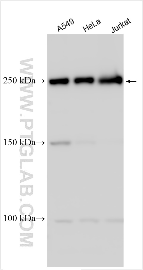 WB analysis using 31679-1-AP
