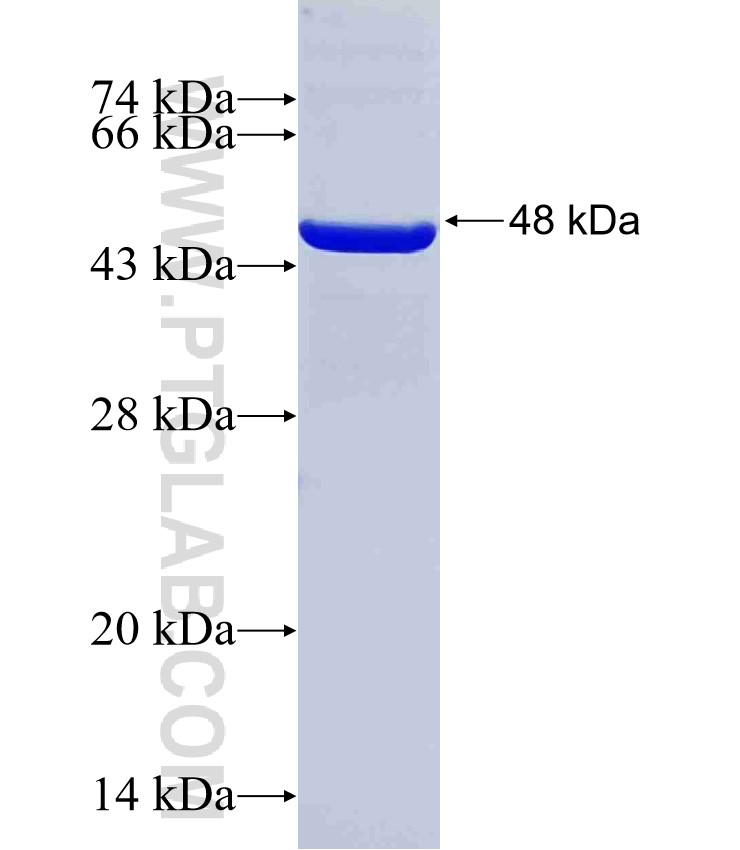 GTF3C1 fusion protein Ag36117 SDS-PAGE
