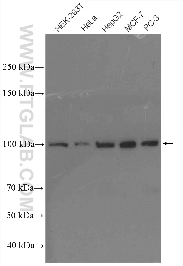 WB analysis using 27494-1-AP