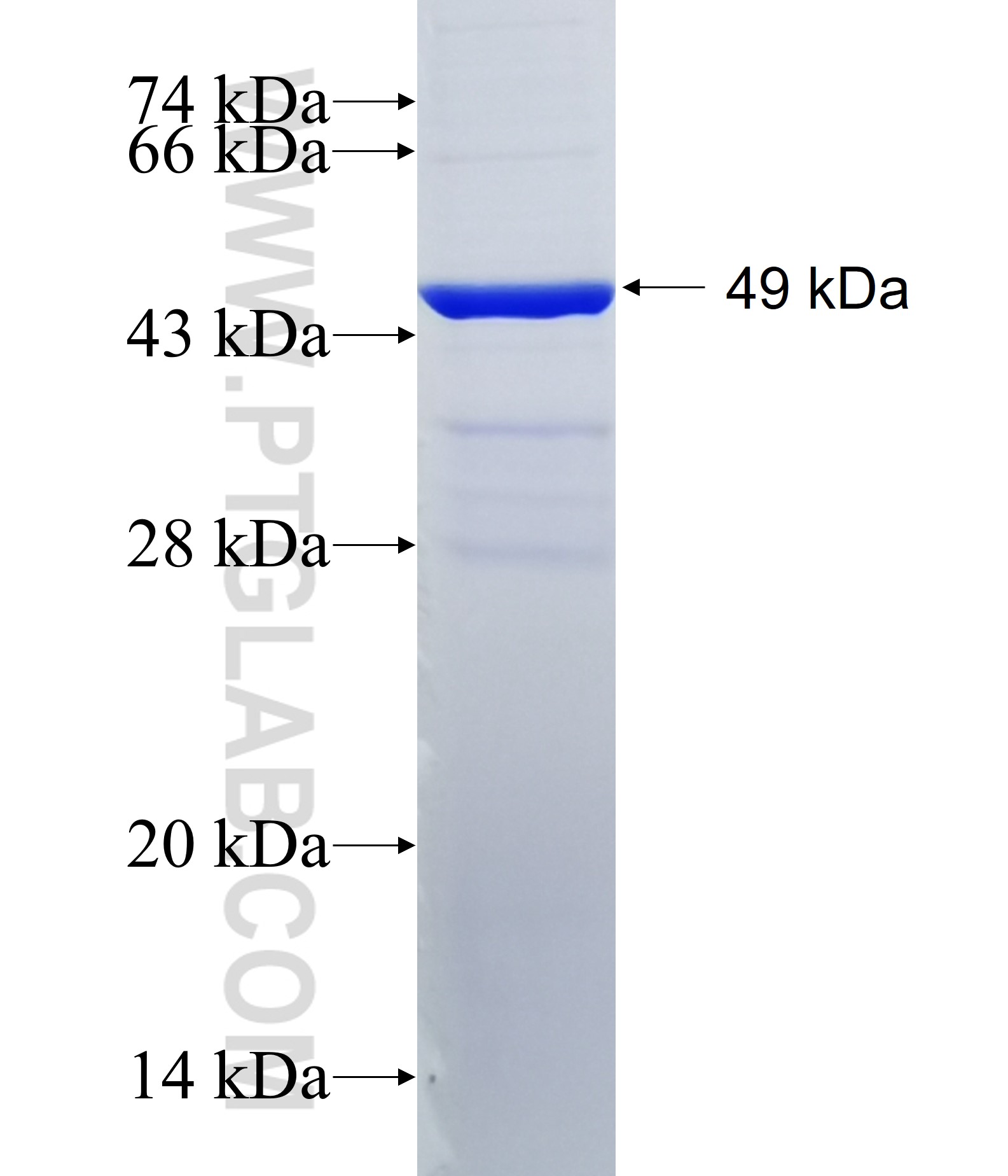 GTL3 fusion protein Ag13881 SDS-PAGE