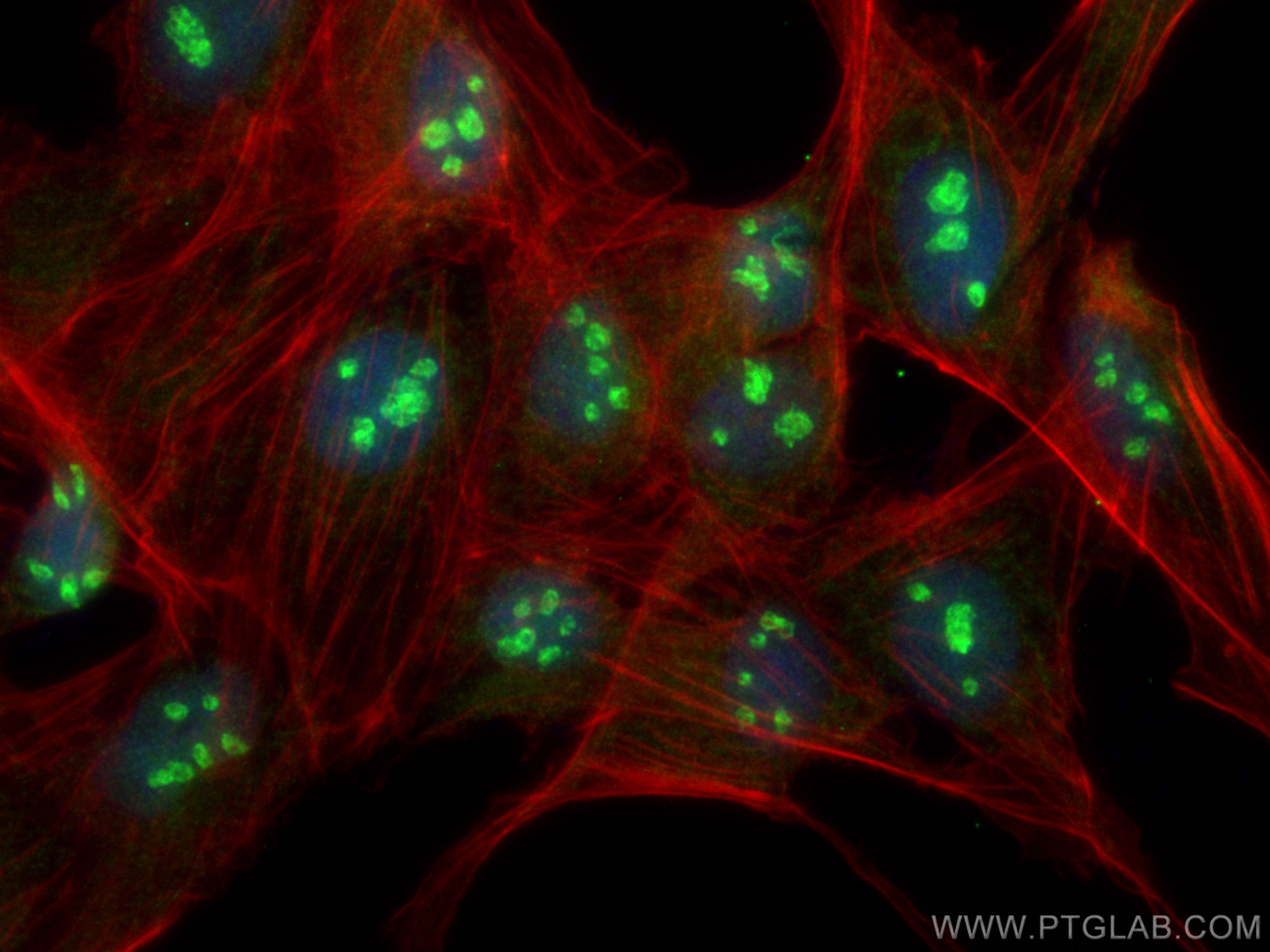IF Staining of MDCK using 13897-1-AP