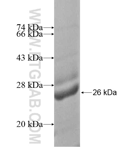 GTPBP8 fusion protein Ag14025 SDS-PAGE GTPBP8 fusion protein Ag14025 SDS-PAGE