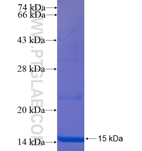 Uroguanylin fusion protein Ag12733 SDS-PAGE Uroguanylin fusion protein Ag12733 SDS-PAGE
