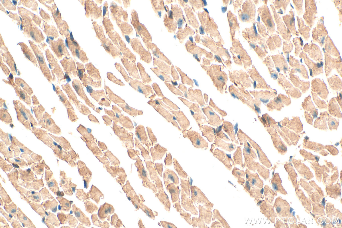 Immunohistochemical analysis of paraffin-embedded mouse heart tissue slide using 12605-1-AP (GUCY1A3 antibody) at dilution of 1:200 (under 40x lens). Heat mediated antigen retrieval with Tris-EDTA buffer (pH 9.0). IHC staining of mouse heart using 12605-1-AP