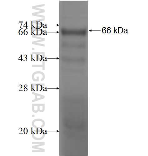 GUCY1B3 fusion protein Ag5078 SDS-PAGE