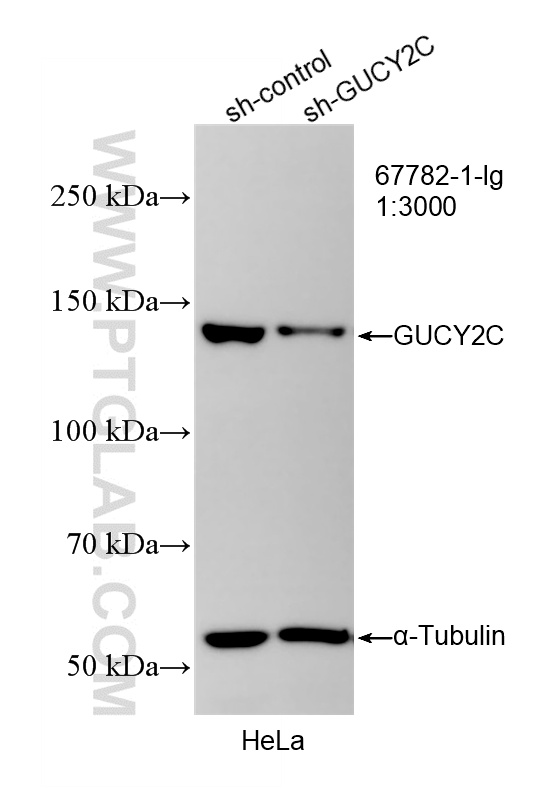 WB analysis of HeLa using 67782-1-Ig (same clone as 67782-1-PBS)