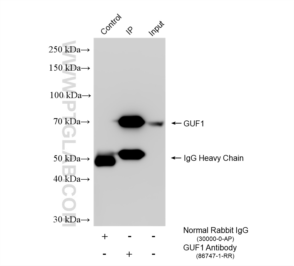 IP experiment of HepG2 using 86747-1-RR