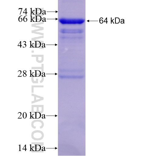 GUF1 fusion protein Ag11579 SDS-PAGE