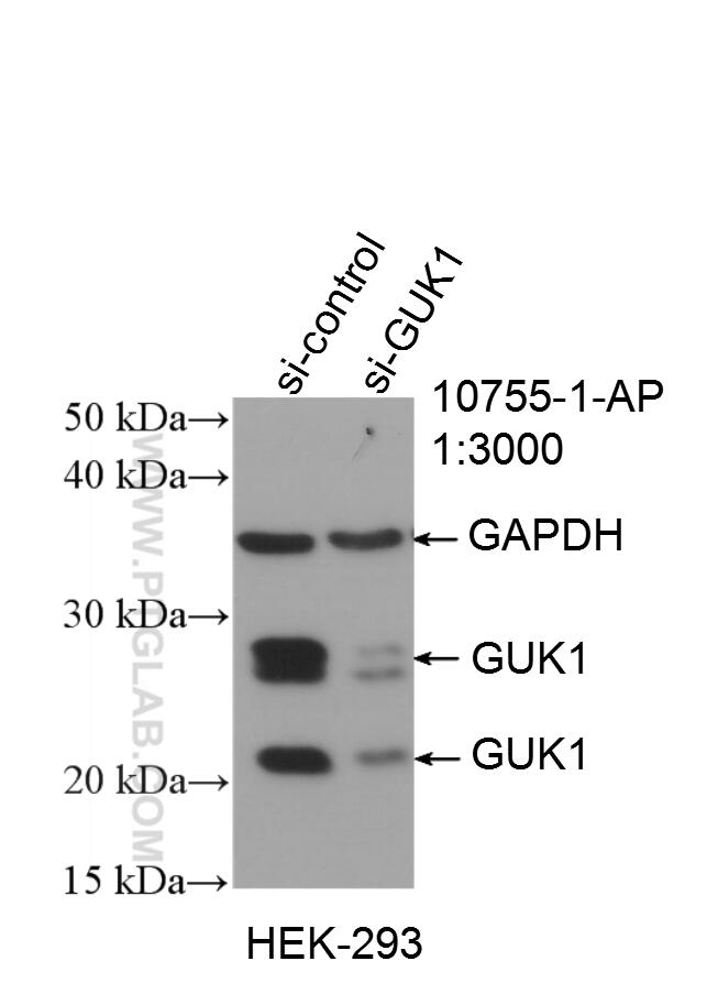 WB analysis of HEK-293 using 10755-1-AP