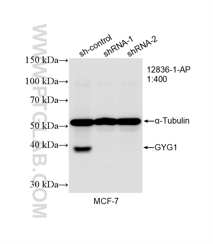 WB analysis of MCF-7 using 12836-1-AP WB analysis of MCF-7 using 12836-1-AP