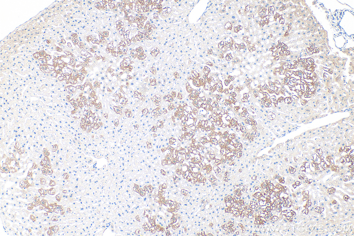 Immunohistochemical analysis of paraffin-embedded mouse liver tissue slide using 13150-1-AP (GYG2 antibody) at dilution of 1:200 (under 10x lens). Heat mediated antigen retrieval with Tris-EDTA buffer (pH 9.0). IHC staining of mouse liver using 13150-1-AP