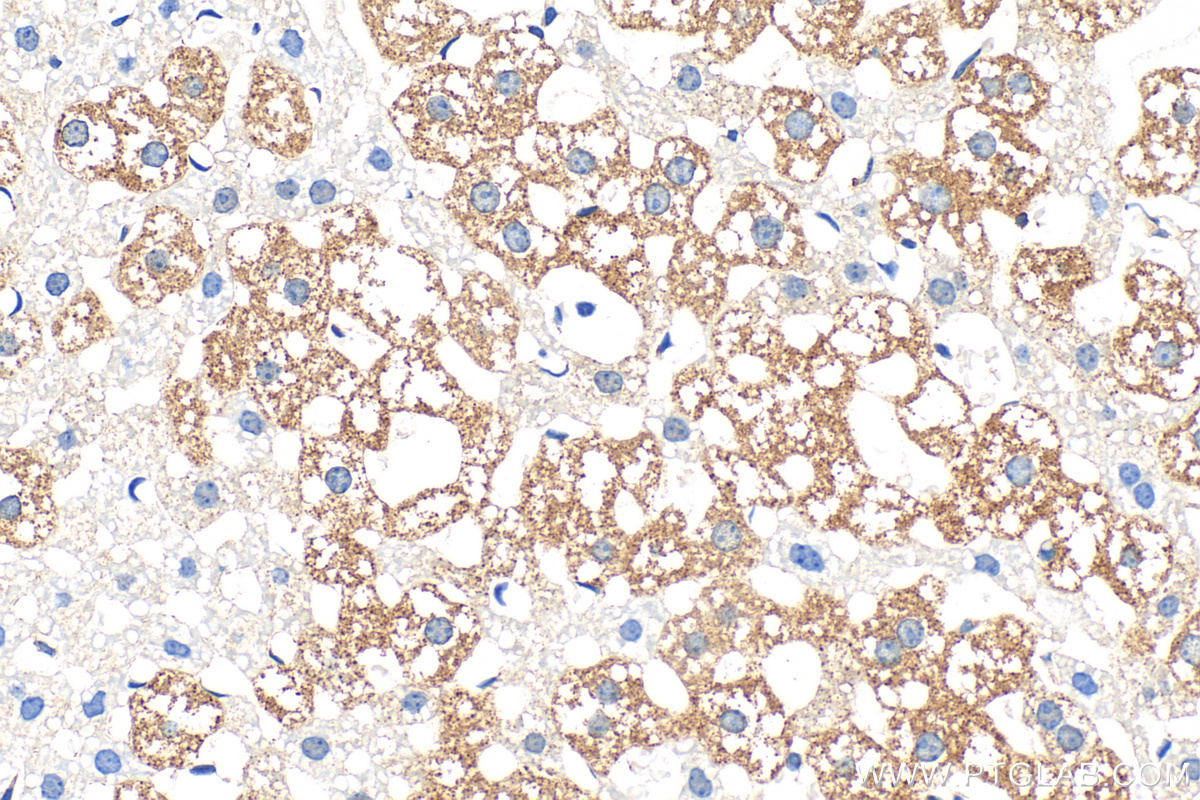 Immunohistochemical analysis of paraffin-embedded mouse liver tissue slide using 13150-1-AP (GYG2 antibody) at dilution of 1:200 (under 40x lens). Heat mediated antigen retrieval with Tris-EDTA buffer (pH 9.0). IHC staining of mouse liver using 13150-1-AP