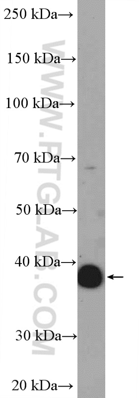 WB analysis of K-562 using 15874-1-AP