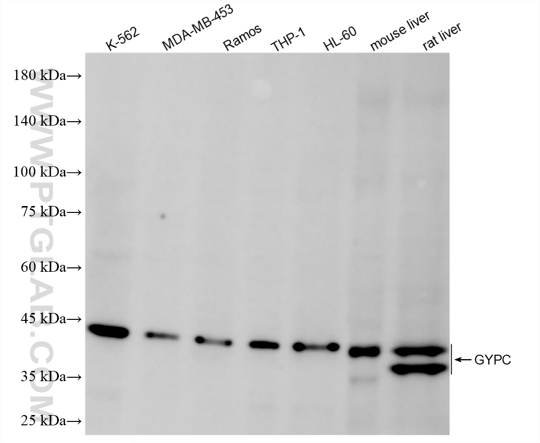 WB analysis using 86574-1-RR