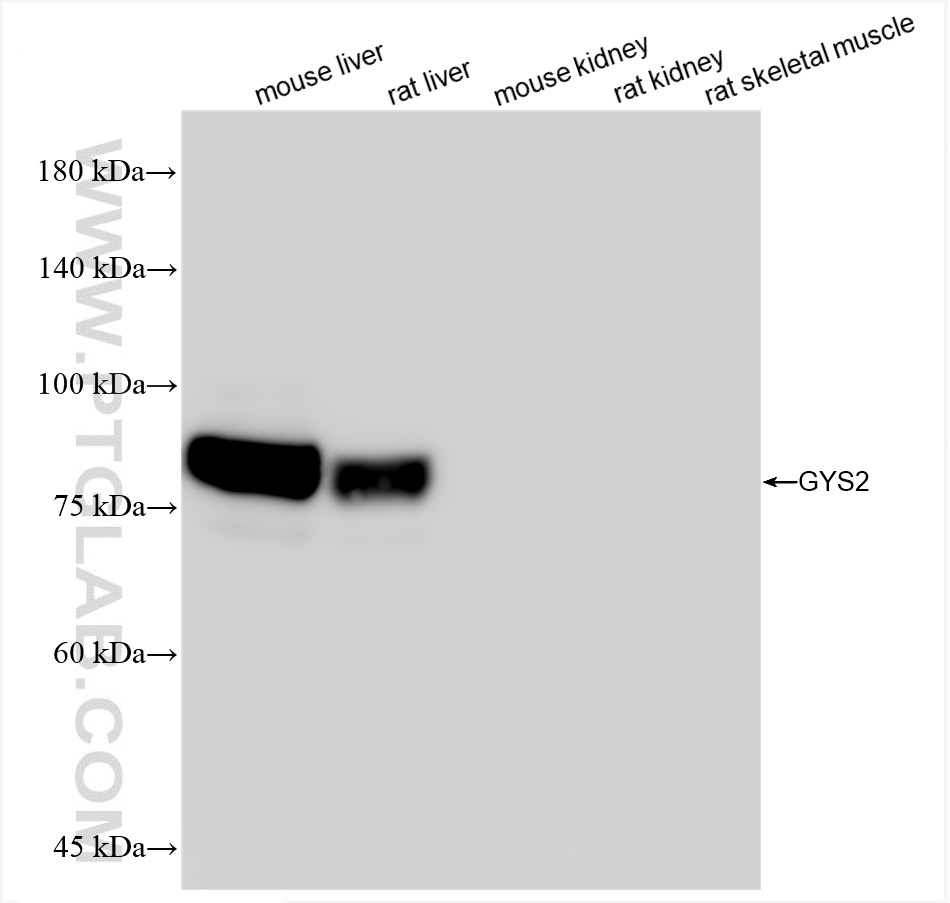 WB analysis using 85122-4-RR (same clone as 85122-4-PBS)