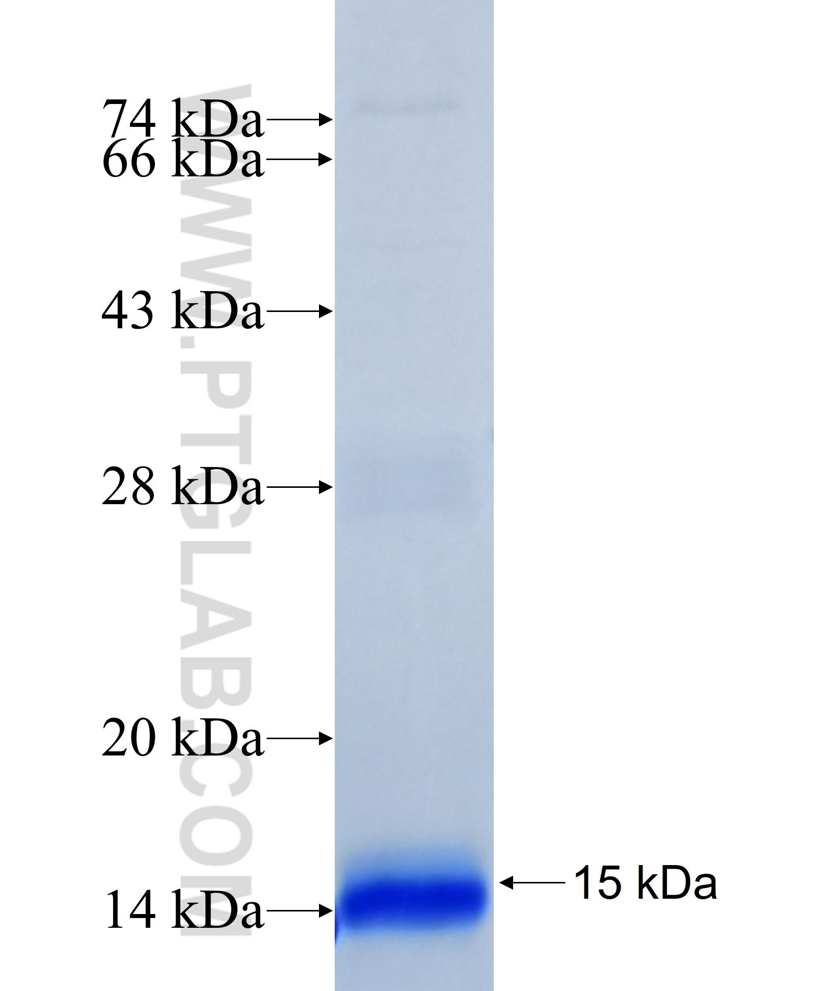 GZMB fusion protein Ag32374 SDS-PAGE GZMB fusion protein Ag32374 SDS-PAGE