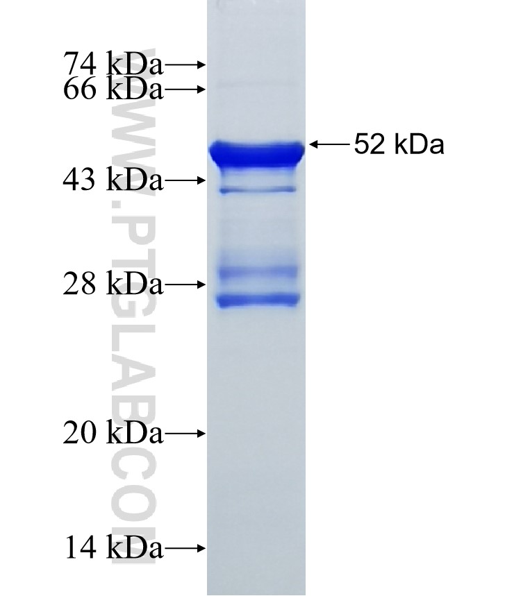 GZMH fusion protein Ag11069 SDS-PAGE