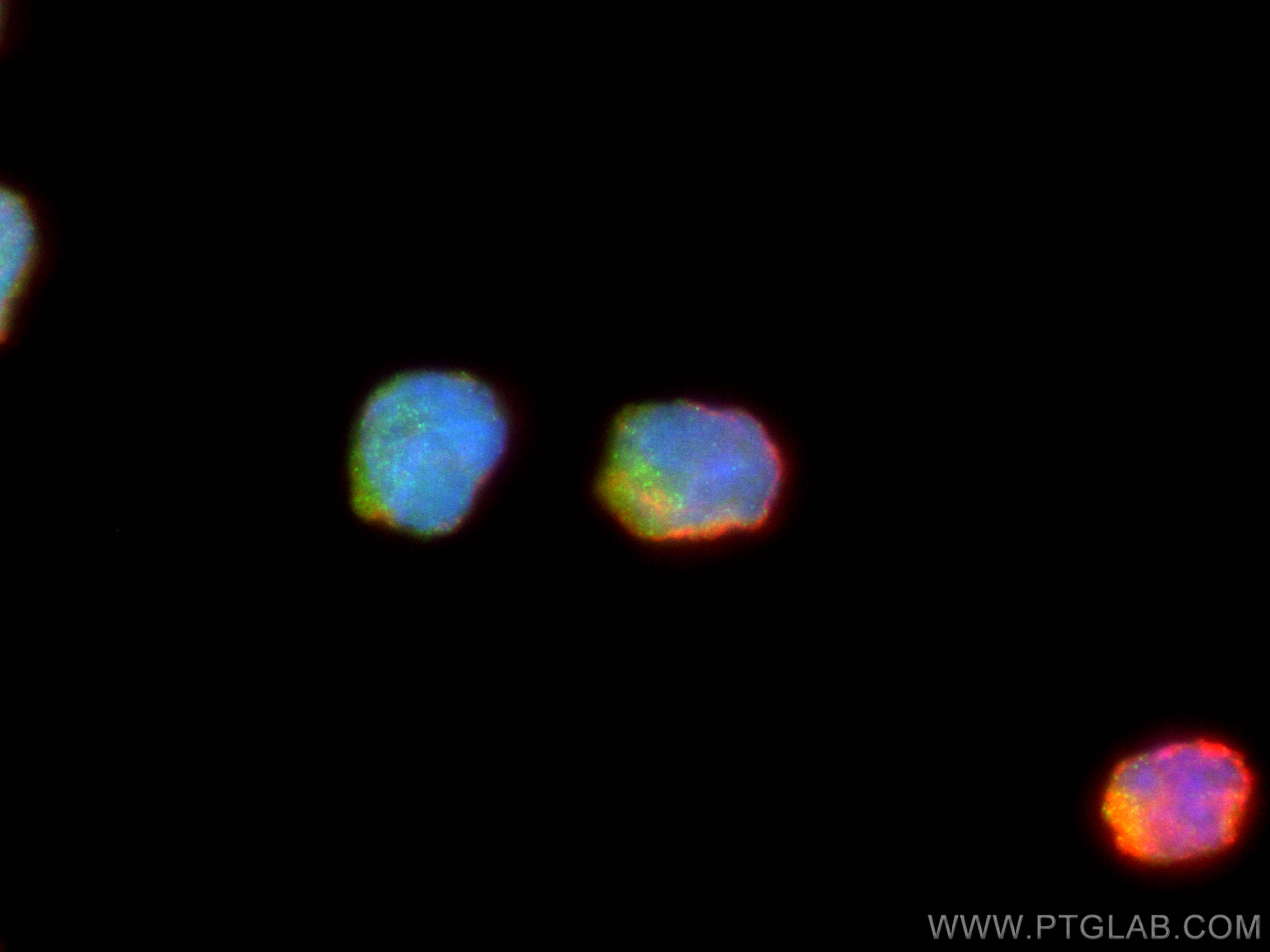 IF Staining of NK-92 using 27894-1-AP