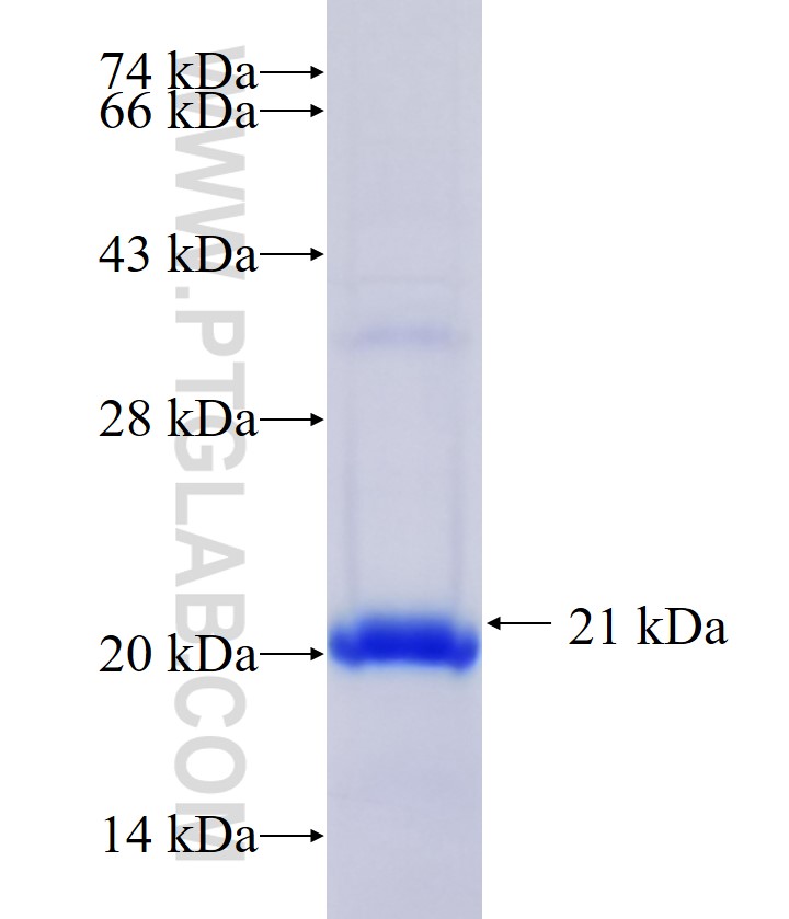 GZMK fusion protein Ag27297 SDS-PAGE