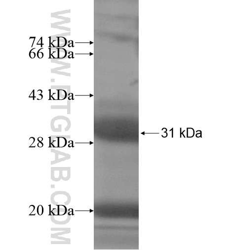 GZMM fusion protein Ag14402 SDS-PAGE