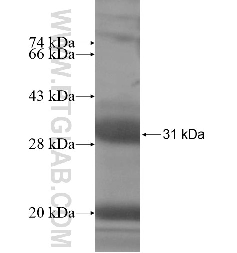GZMM fusion protein Ag14402 SDS-PAGE GZMM fusion protein Ag14402 SDS-PAGE