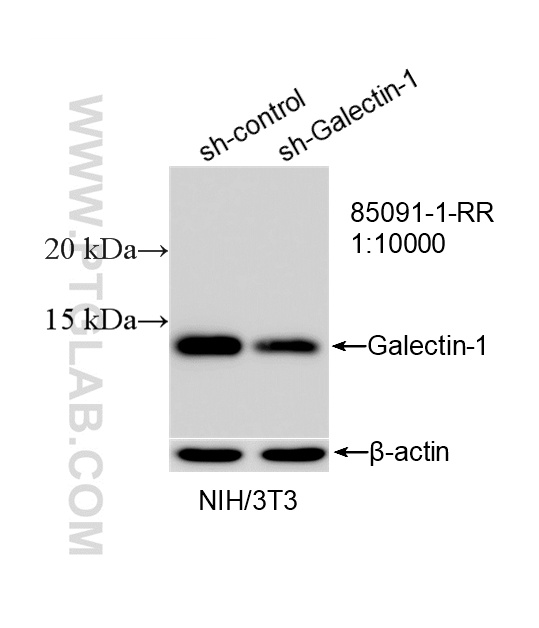 WB analysis of NIH/3T3 using 85091-1-RR (same clone as 85091-1-PBS) WB analysis of NIH/3T3 using 85091-1-RR (same clone as 85091-1-PBS)