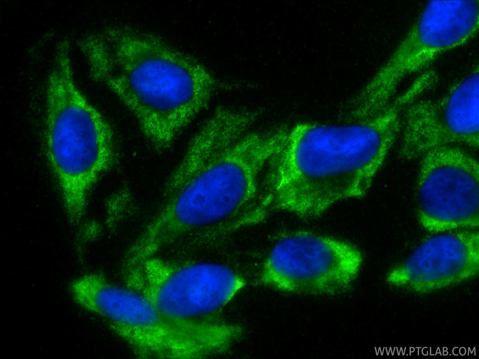 Immunofluorescent analysis of (-20°C Ethanol) fixed U2OS cells using CoraLite® Plus 488 Galectin-1 antibody (CL488-60223, Clone: 3G10D2 ) at dilution of 1:200. IF Staining of U2OS using CL488-60223