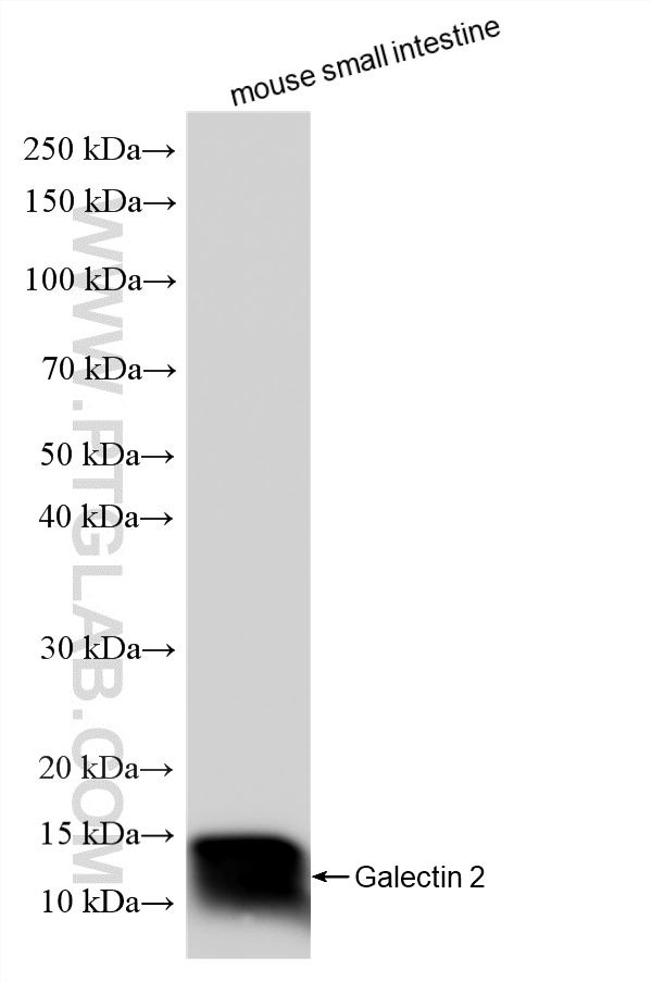 WB analysis of mouse small intestine using 87897-1-RR (same clone as 87897-1-PBS)