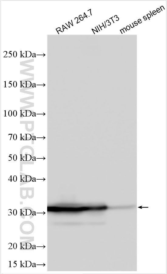 WB analysis using 32664-1-AP