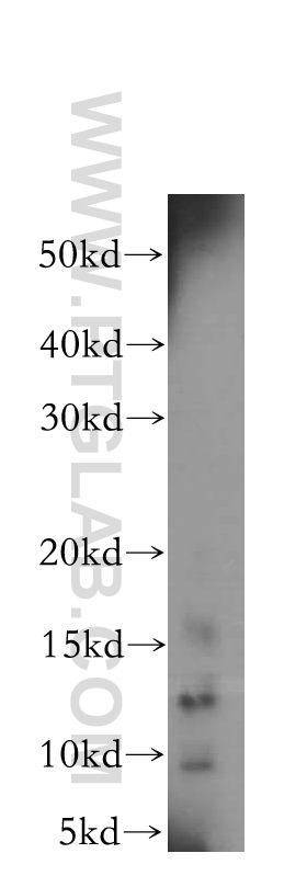 Galectin-7