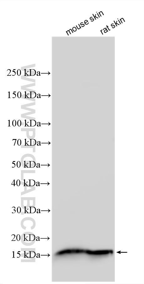 WB analysis using 34369-1-AP