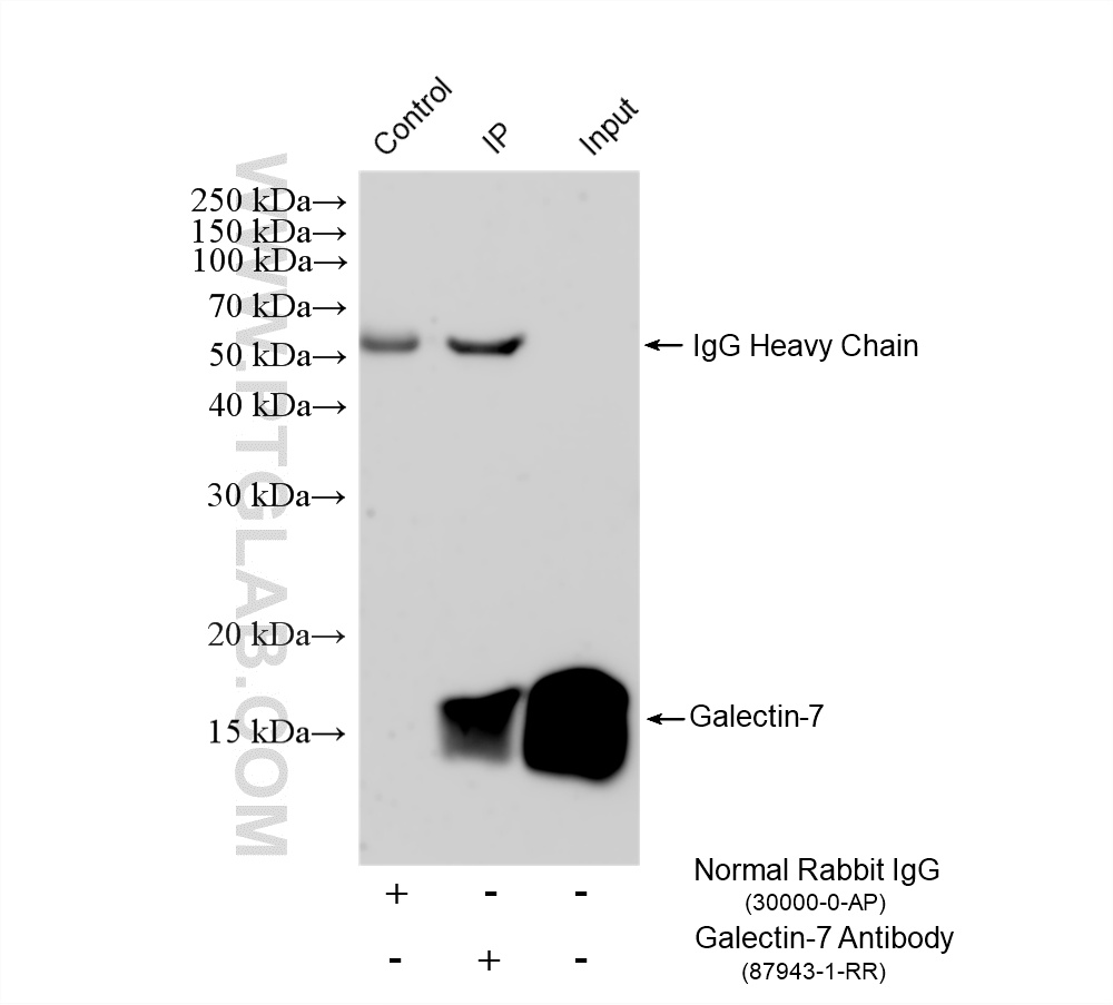 IP experiment of rat skin using 87943-1-RR (same clone as 87943-1-PBS)