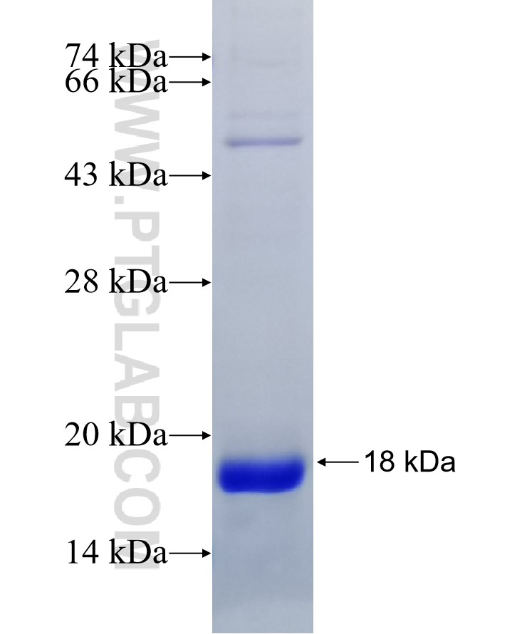 Galectin-7 fusion protein Ag10324 SDS-PAGE Galectin-7 fusion protein Ag10324 SDS-PAGE