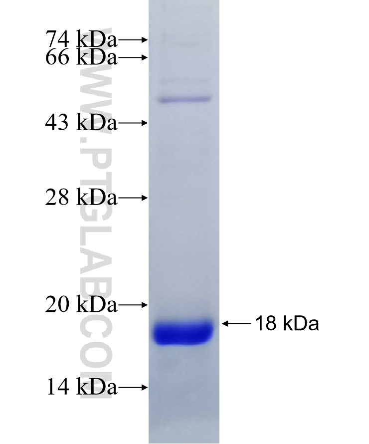 Galectin-7 fusion protein Ag10324 SDS-PAGE