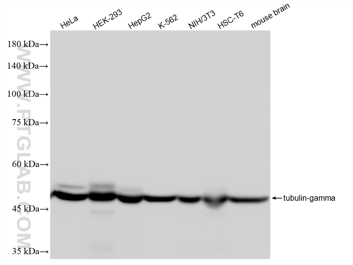 WB analysis using 87860-2-RR WB analysis using 87860-2-RR