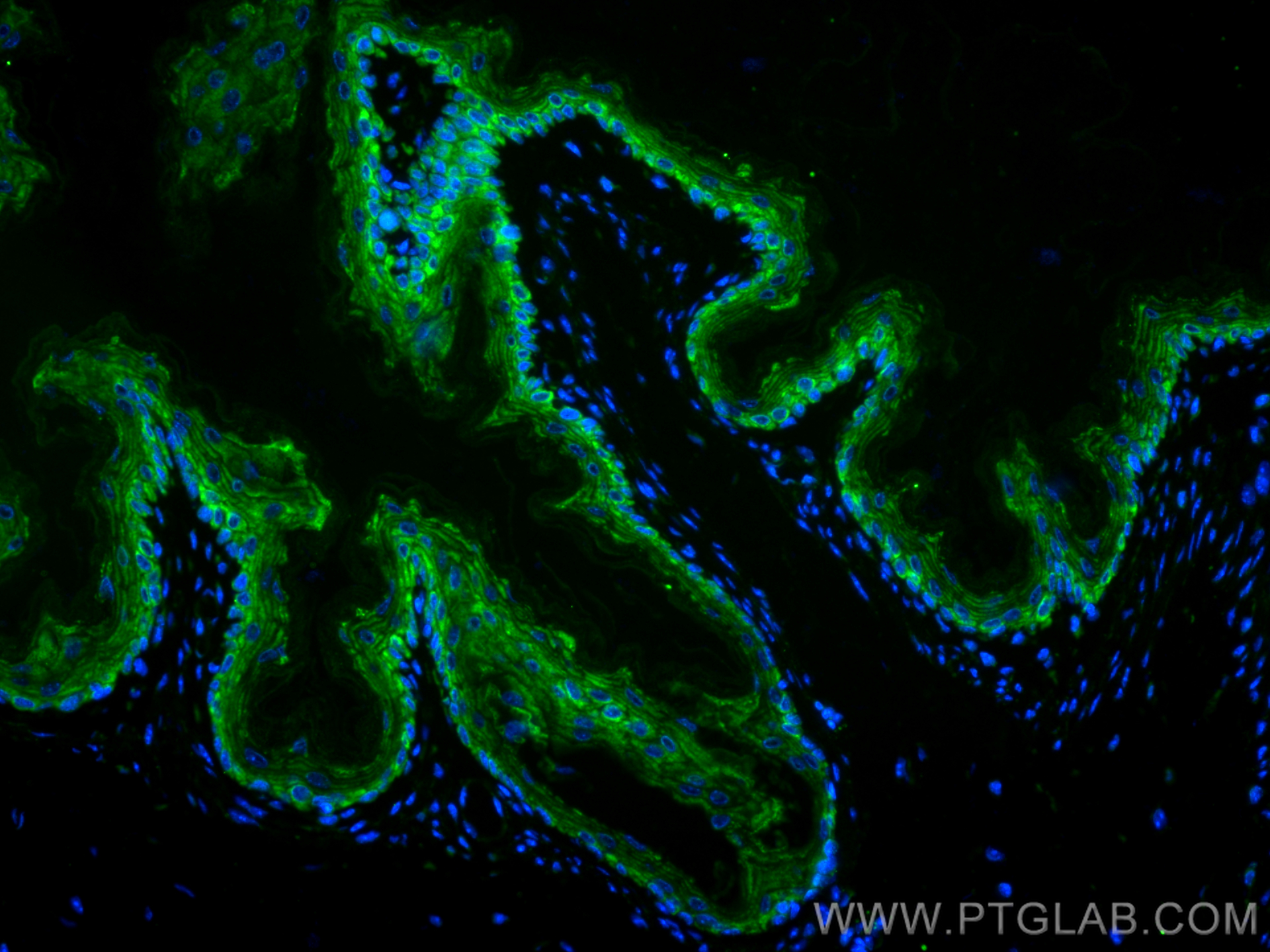 IF Staining of mouse stomach using CL488-60130